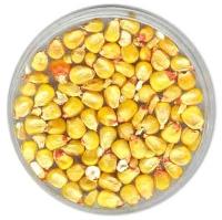 Manufacturers Exporters and Wholesale Suppliers of Maize Seeds Chennai Tamil Nadu